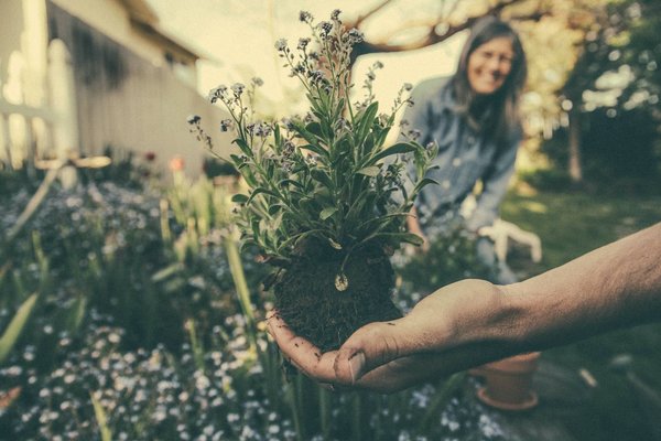 Quelles sont les plantes idéales pour un jardin sec ?