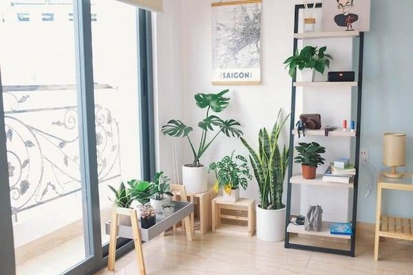 Les plantes d'intérieur idéales pour une décoration chaleureuse