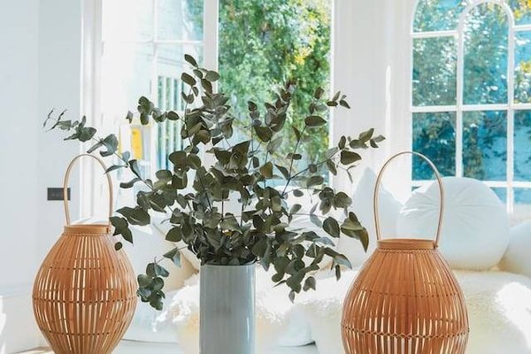Comment entretenir des plantes d'intérieur ?